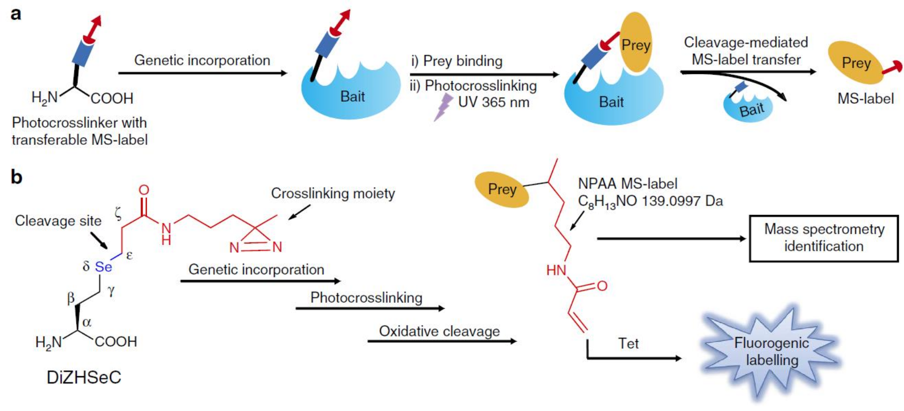 (a) in situ generation of ms-label on prey proteins by using a