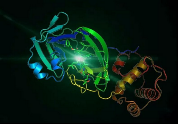 2019-nCoV水解酶（Mpro）高分辨率晶体结构