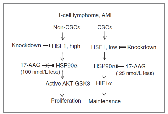 图1 17-AAG通过抑制热休克蛋白HSP90发挥抗肿瘤活性<sup> [5] </sup>
