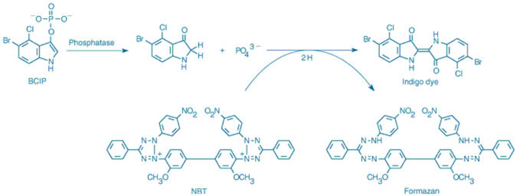 图1 ALP催化BCIP+NBT反应过程