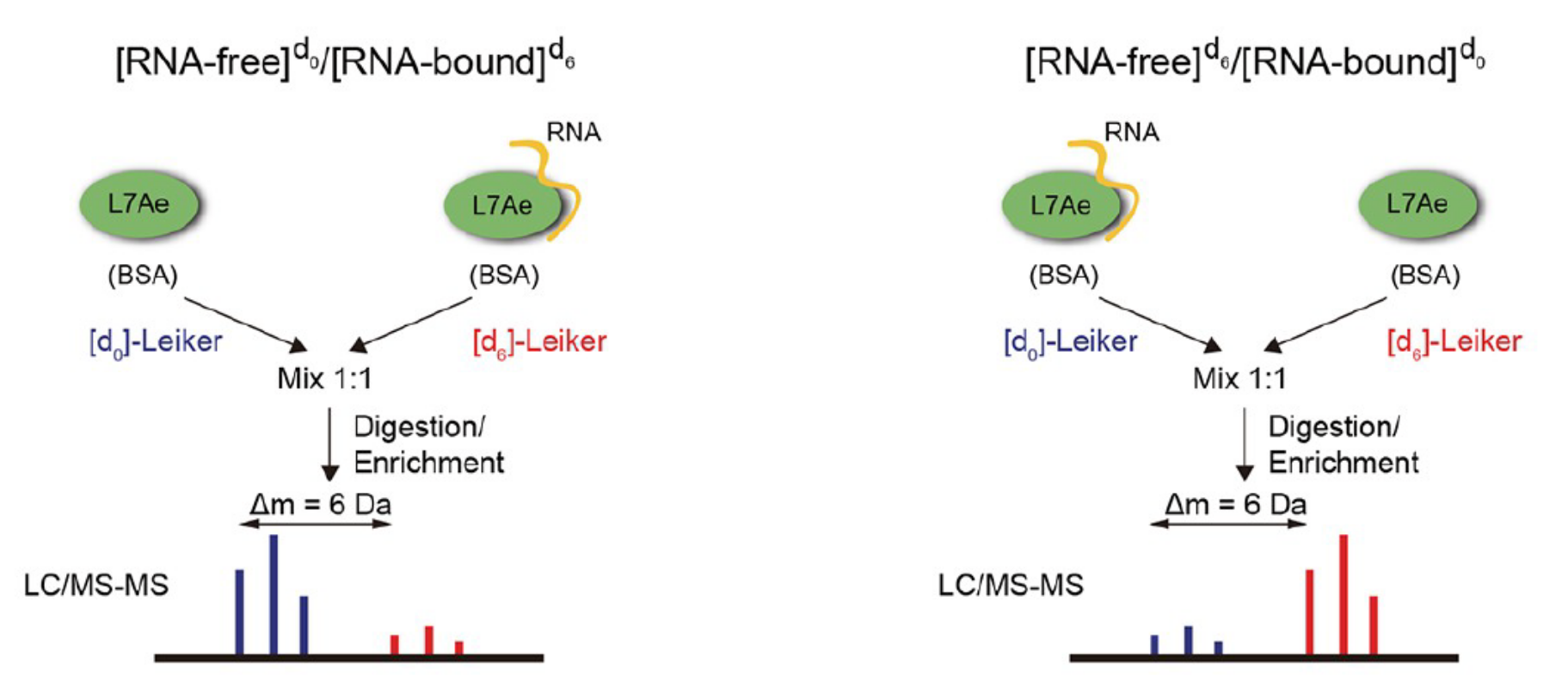 图4：Reciprocal labeling of RNA-free (F) and RNA-bound (B) L7Ae with [d<sub>0</sub>]/[d<sub>6</sub>]-Leiker. 