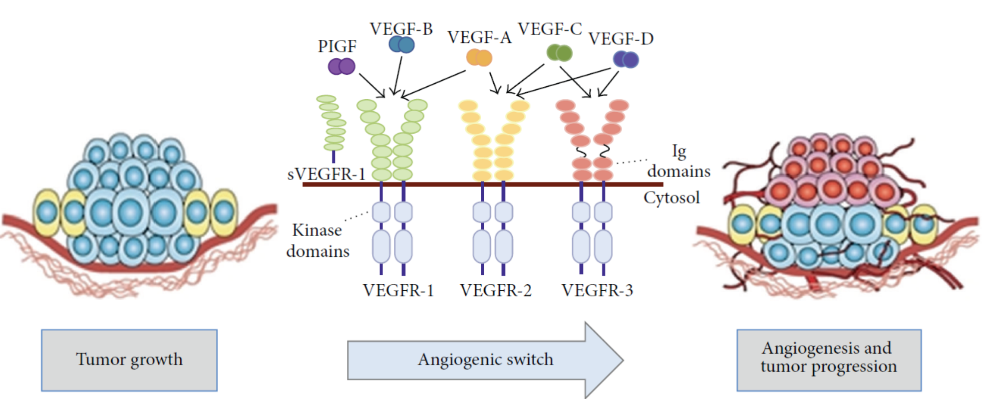 图1 肿瘤新生血管形成中的VEGF与VEGFR<sup>[1]</sup>
