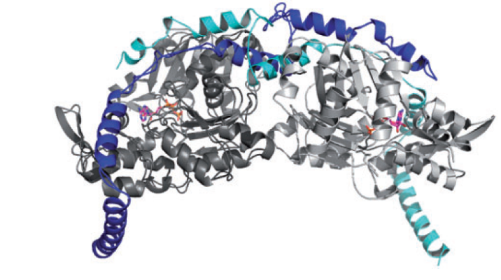 蛋白质结构示意图<sup>[1]</sup>