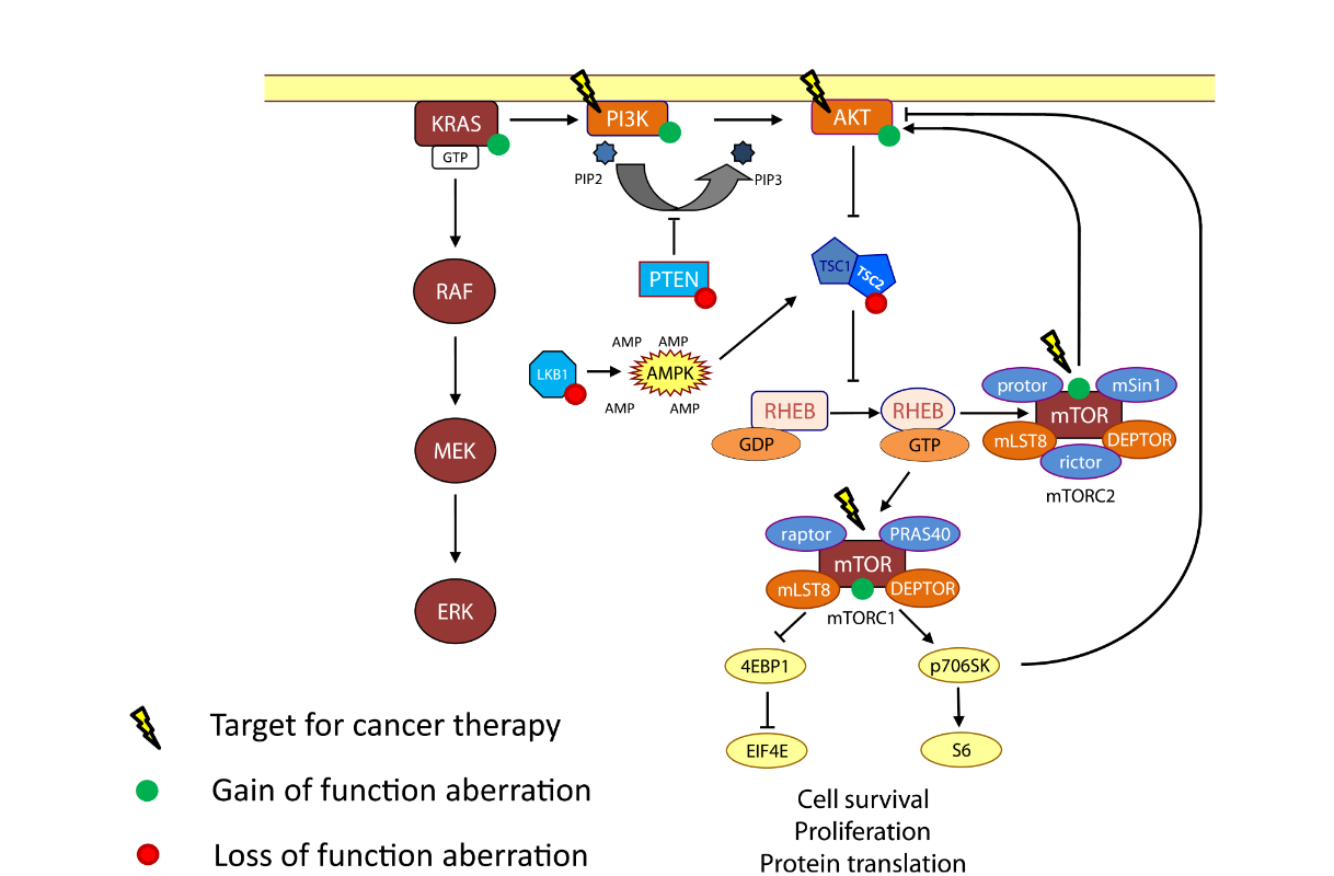 图1 The PI3K/AKT/mTOR pathway, molecular targets for anticancer therapy and most common locations for gain-of-function aberrations (green) or loss-of function aberrations (red). <sup>[2]</sup>