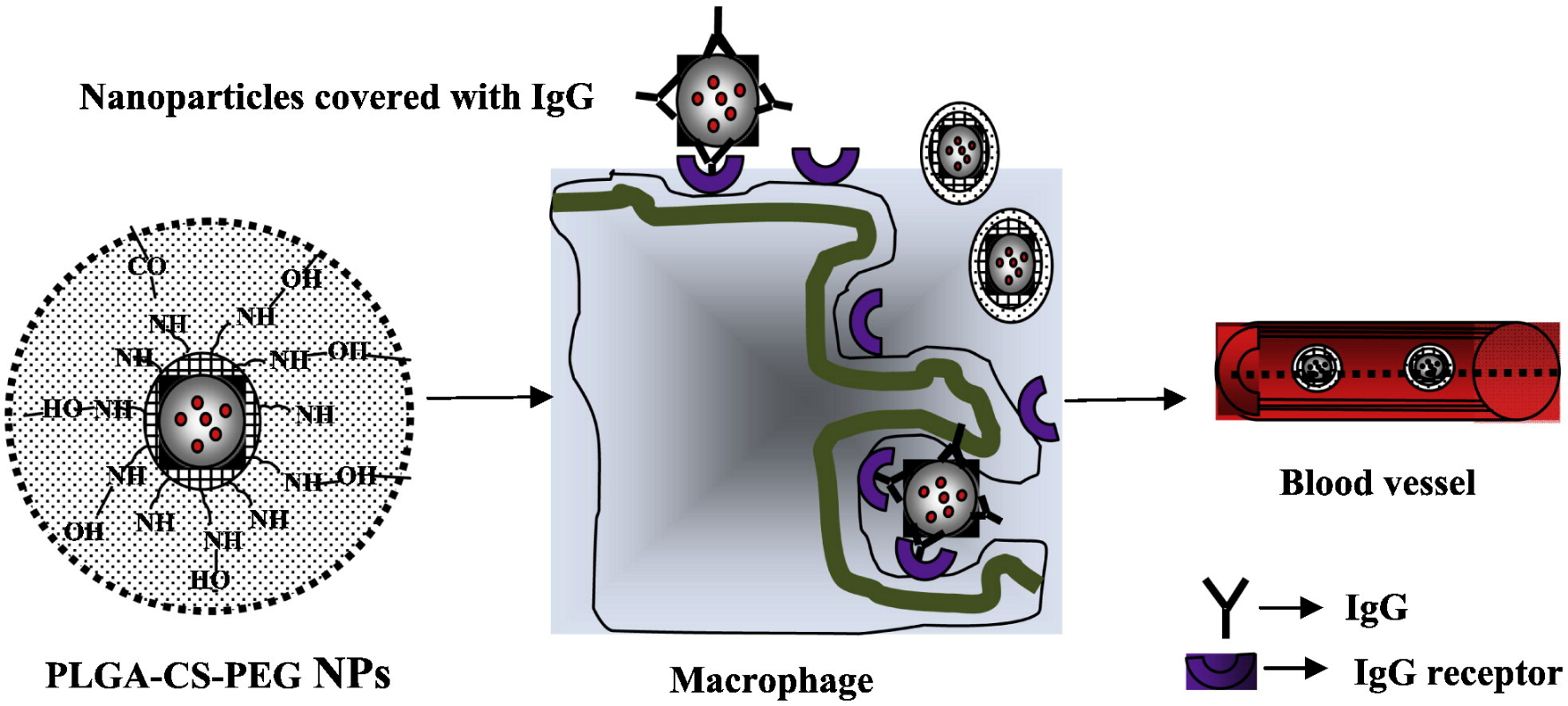 图1 长循环壳聚糖/聚乙二醇共混PLGA纳米粒子用于肿瘤药物的递送<sup>[2]</sup>