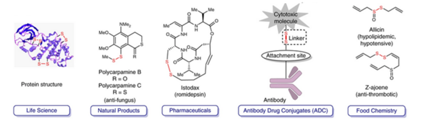 图1：二硫化物骨架在生命科学、天然产物、药物、抗体药物结合物和食品化学中的重要性