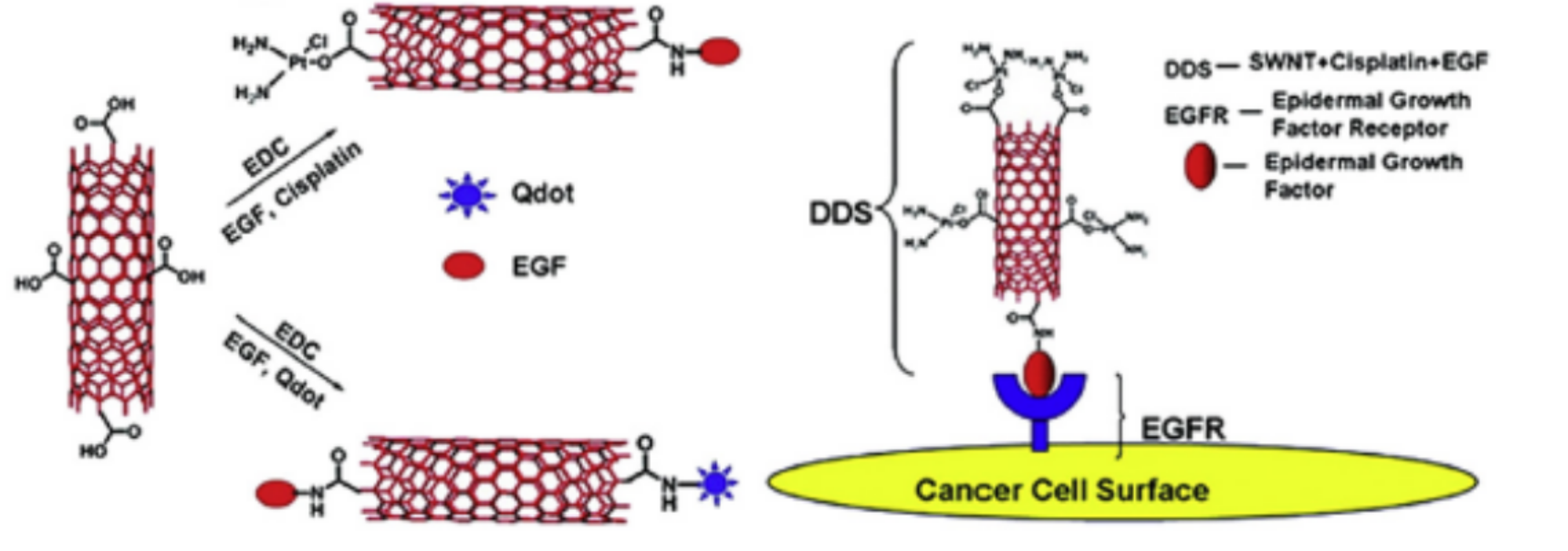 图 1：Oxidized SWCNT functionalized with epidermal growth factor (EGF) for targeting,Cisplatin for therapy, and quantum dots (Qdot) for imaging <sup>[1]</sup>