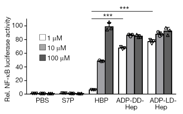 图1 ADP-heptose与HBP激活荧光素酶活性对比<sup> [1] </sup>