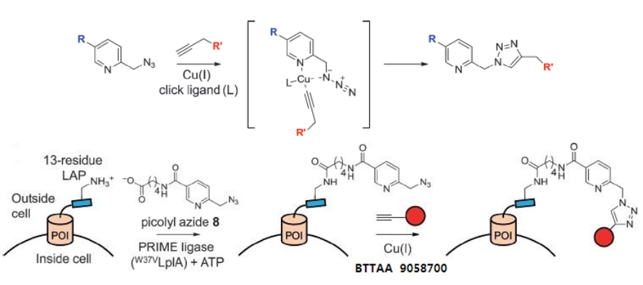 图1 BTTAA（货号：9058700）用于生物分子标记<sup>[2]</sup>