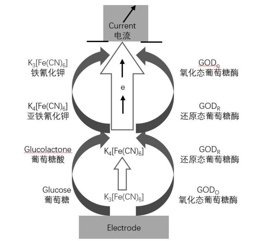 图1 铁氰化钾介导的电化学反应示意图
