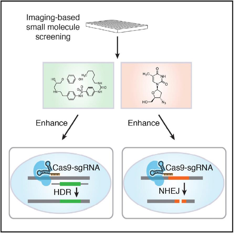 图2 科学家们通过高通量小分子化合物筛选，鉴定出几种小分子化合物能够提高CRISPR/Cas9系统的基因组编辑效率<sup>[2]</sup>
