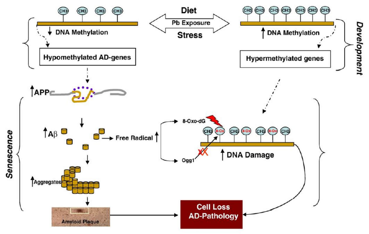 图1 Epigenetic modifications during development and their impact on gene expression, DNA damage, and neurodegeneration in the aging brain.<sup>[1]</sup>