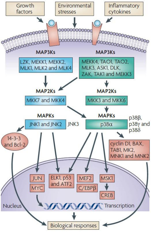 图1 Activation of MAPK( mitogen-activated protein kinase signalling) pathways<sup>[4]</sup>