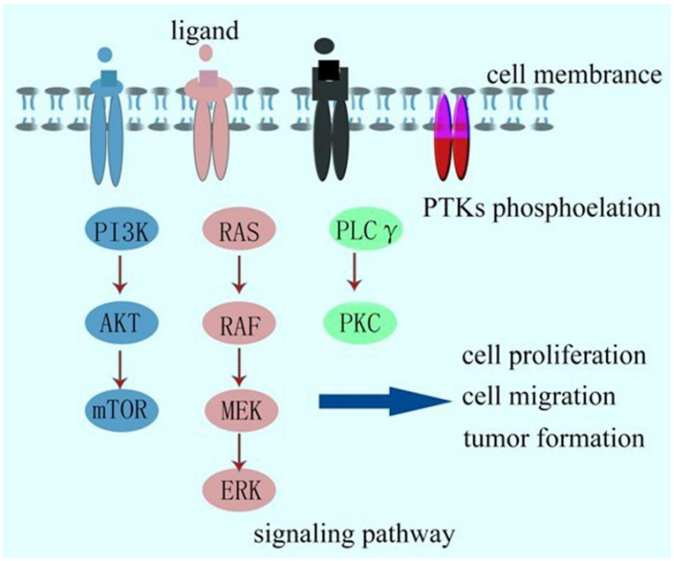 图1 Cell signaling pathways induced by RTKs<sup>[1]</sup>