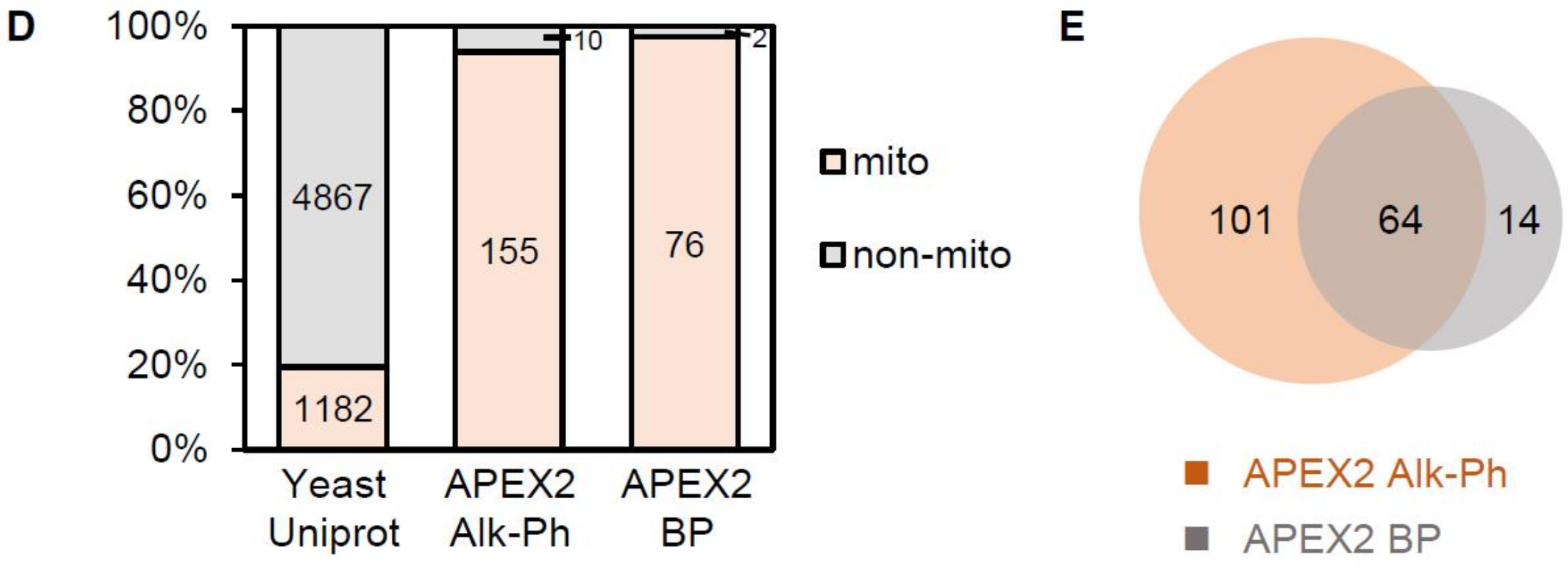 图1 The higher efficiency of Alk-Ph labeling in yeast<sup>[6]</sup>. (D) Analysis of the mitochondrial specificity of APEX2 labeling. Left: proteins with prior mitochondrial annotations in the entire S. cerevisiae proteome (from Uniprot database). Middle: our mitochondrial matrix proteome labeled with Alk-Ph. Right: previous mitochondrial matrix proteome labeled with BP. (E) Comparison of the APEX2-labeling coverage with Alk-Ph and BP probes.