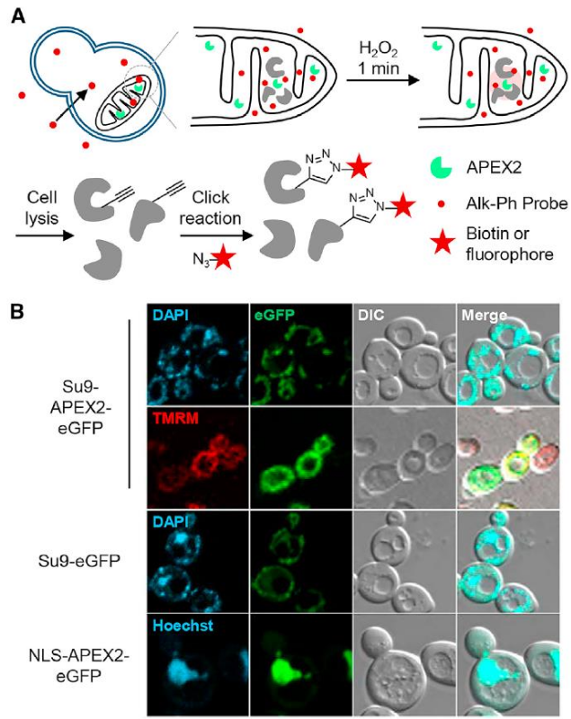 图2 APEX Labeling of Yeast Subcellular Proteome<sup>[6]</sup>. （A）Scheme of APEX-mediated labeling with Alk-Ph probe in yeast. （B）Confocal fluorescence images of W303 yeast cells expressing Su9-APEX2-eGFP, Su9-eGFP, and NLS-APEX2-eGFP.