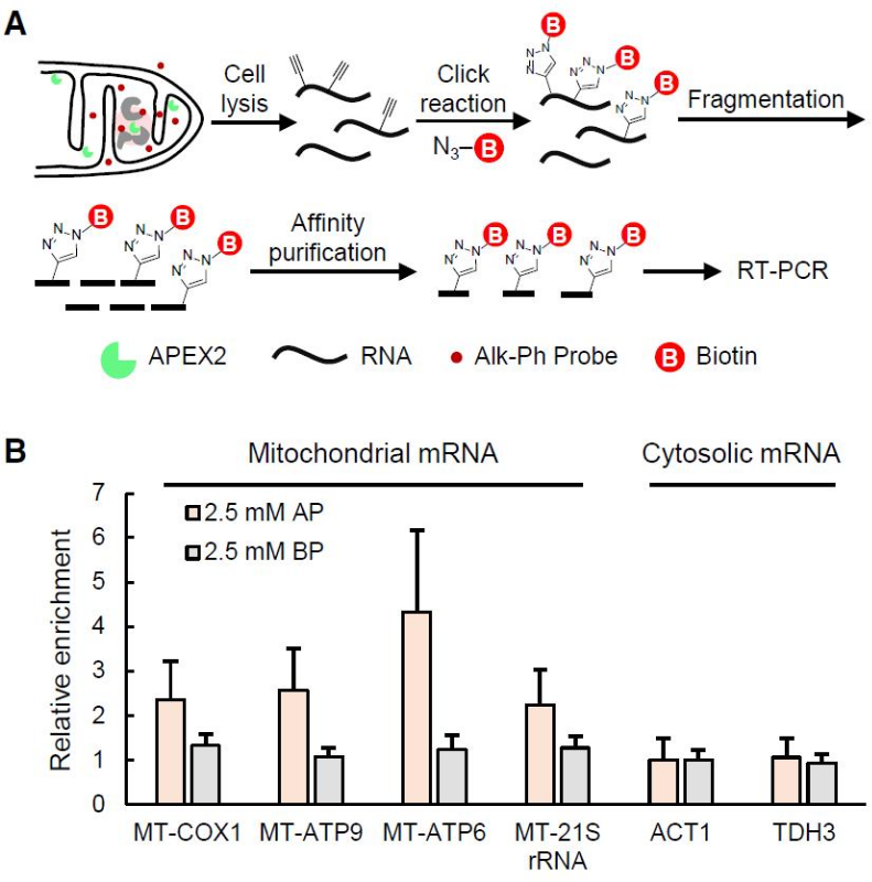 图3 APEX2-Mediated Alk-Ph Labeling of the Mitochondrial Transcriptome<sup>[6]</sup>. (A) Scheme of RNA labeling in yeast. (B) Real-time-PCR analysis of mitochondrial RNA enrichment elative to the cytoplasmic RNA markers, ACT1 and THD3.