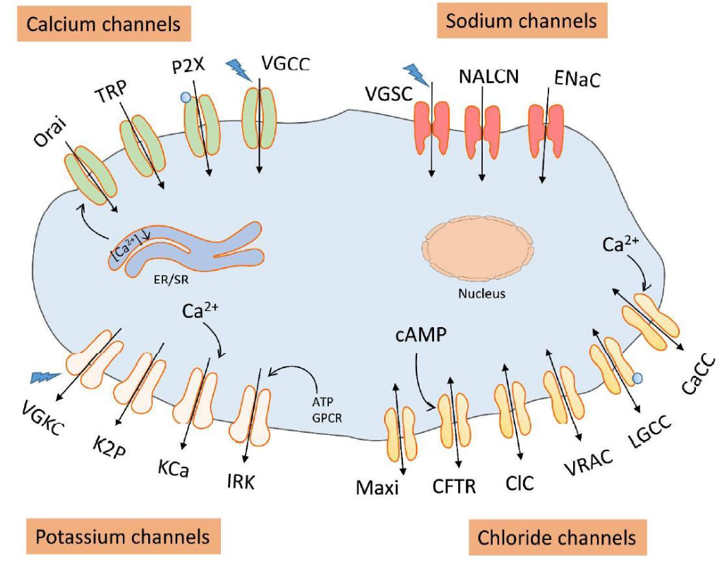 图1 Plasma membrane ion channels<sup>[1]</sup>