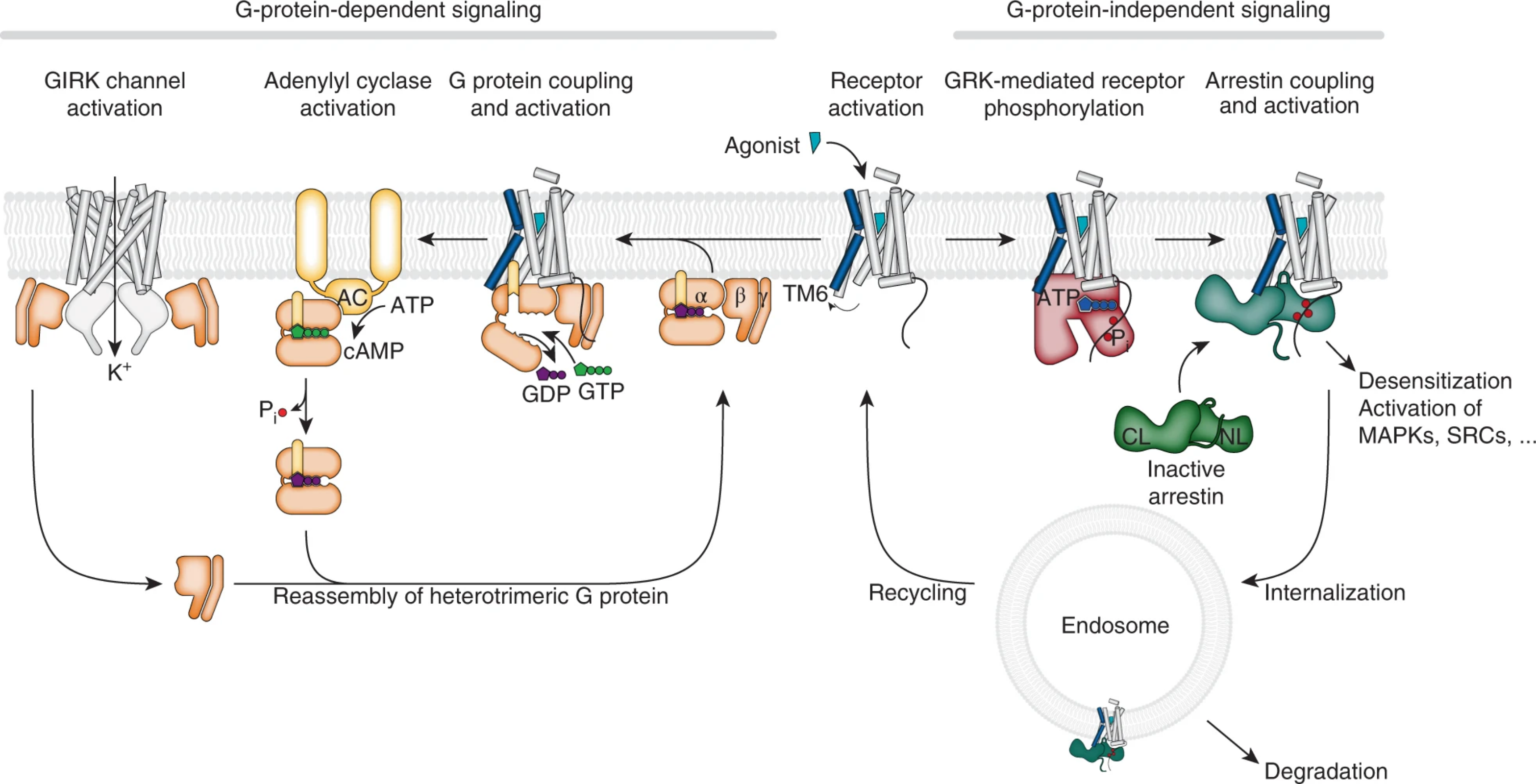 图1 G-protein-coupled receptor signal transduction<sup>[1]</sup>