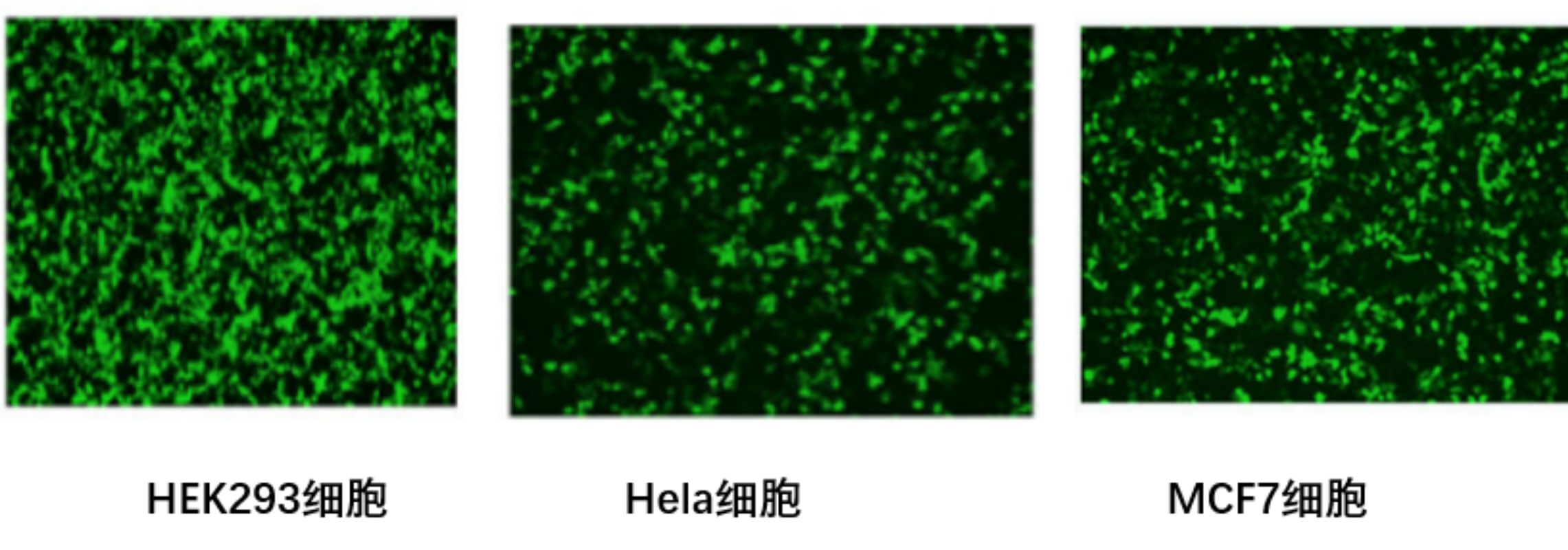图1 Lip2000在HEK293、Hela、MCF7细胞中转染效率高达80%