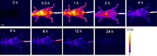 图1 Fluorescence imaging of tumor with FM1210. <sup>[1]</sup>