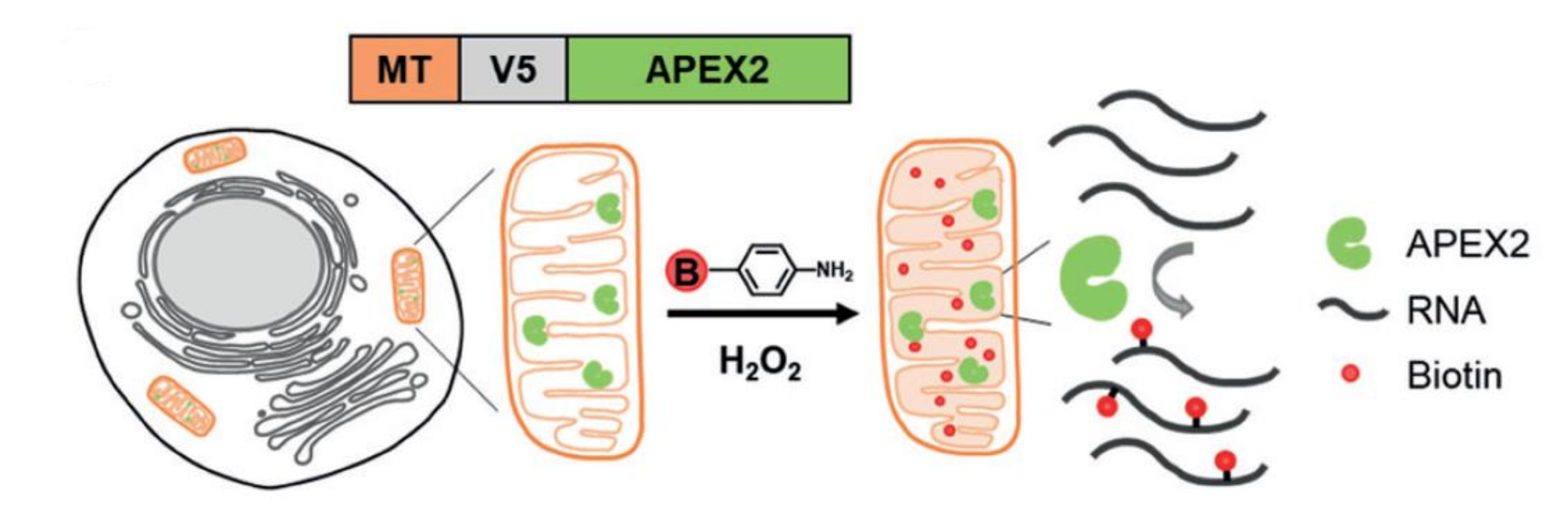 图1 Scheme of live-cell RNA labeling with Btn-An in the mitochondria<sup>[4]</sup>. 