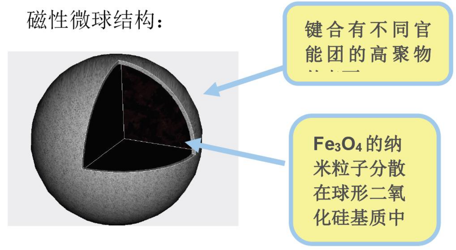 图1 包埋式（SLE）二氧化硅磁珠（规格：10mL包装的磁珠PBS悬浮液，固含量1%(w/v) ）