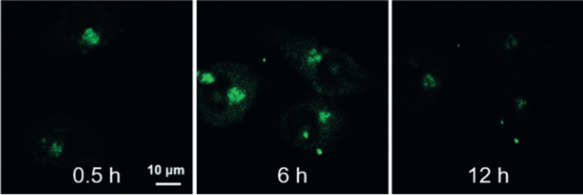 图2 QM-β-Gal在高分辨率长期监测β-gal过度表达的SKOV-3细胞中的适用性。<sup>[2]</sup>
