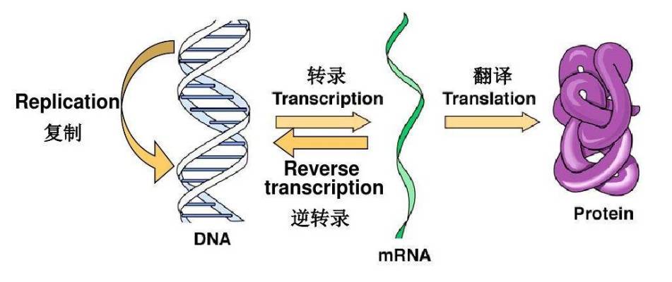 图1 蛋白质的转录和翻译的过程