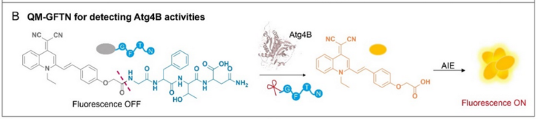 图2：QM-GFTN用于检测Atg4B活性