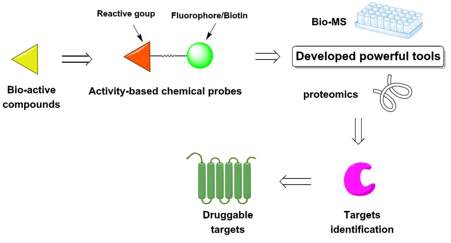 图1 利用活性小分子探针进行药物新靶标发现的研究流程<sup>[1]</sup>