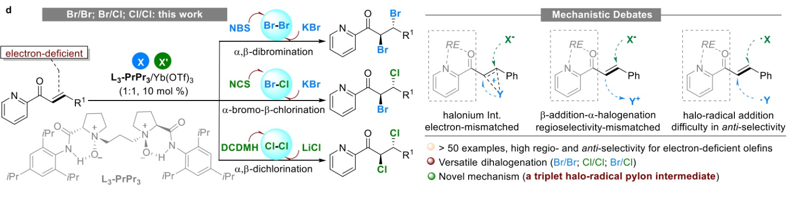 图2：不对称双卤化机理<sup>1</sup>