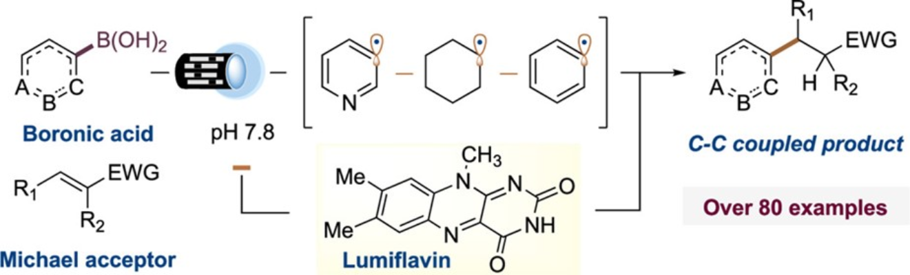 图1  光黄素催化硼酸碳转化为碳中心自由基<sup> [1]<sup>