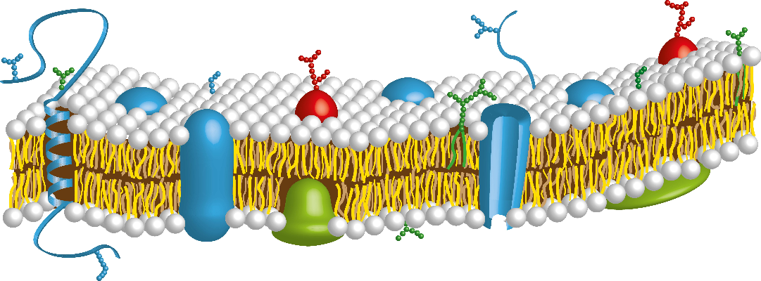 图1 细胞膜结构示意图