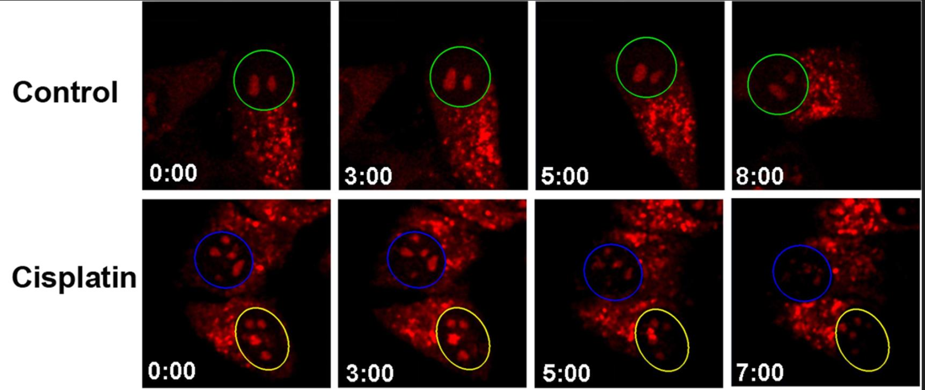 图4 Time-lapse imaging of nucleolus RNA in HeLa cells with cisplatin treated using CP (5 μM) in the range of hours<sup> [1] </sup>.