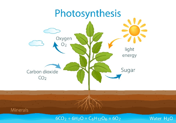 图1 植物光合作用