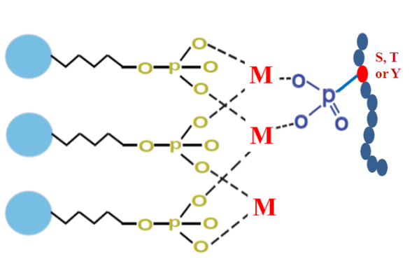 图3 磷酸肽结构图，M：Ti<sup>4+ [1-2]</sup>