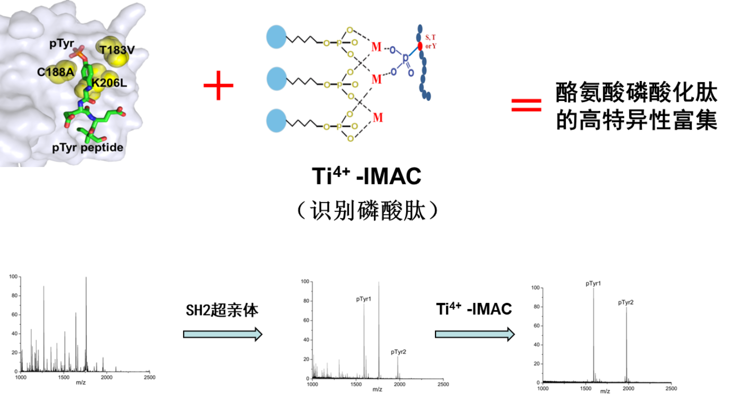 图5 建立了酪氨酸磷酸化肽的高特异性富集方法<sup>[6]</sup>
