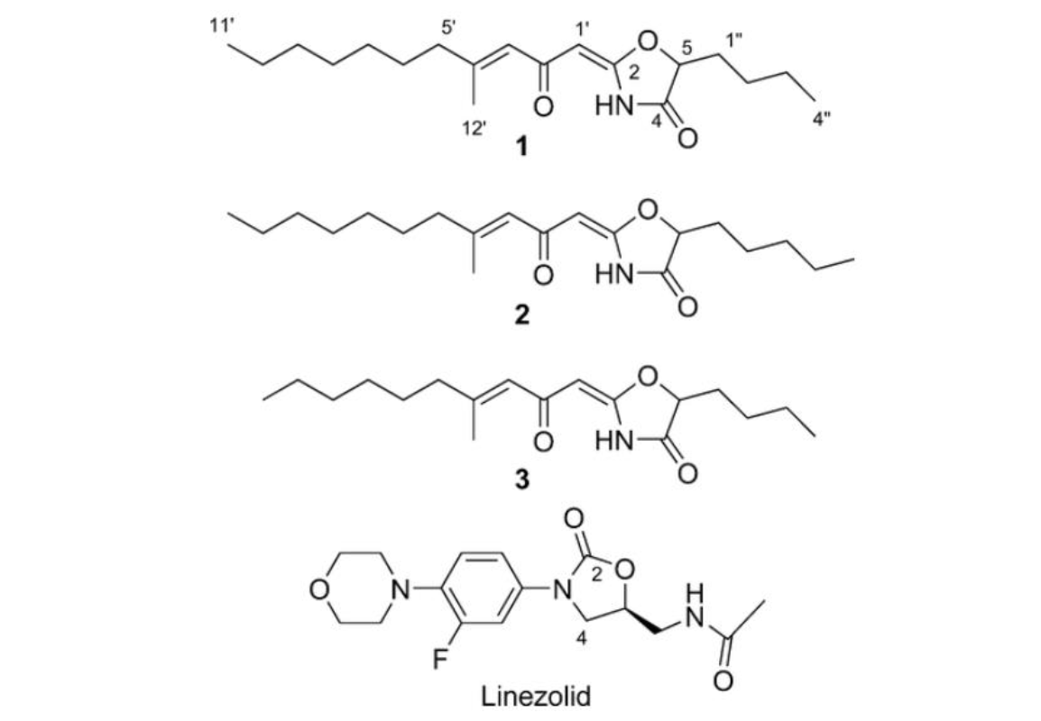 图1  lipoxazolidinone A、B、C和利奈唑胺（Linezolid）<sup>[1]</sup>