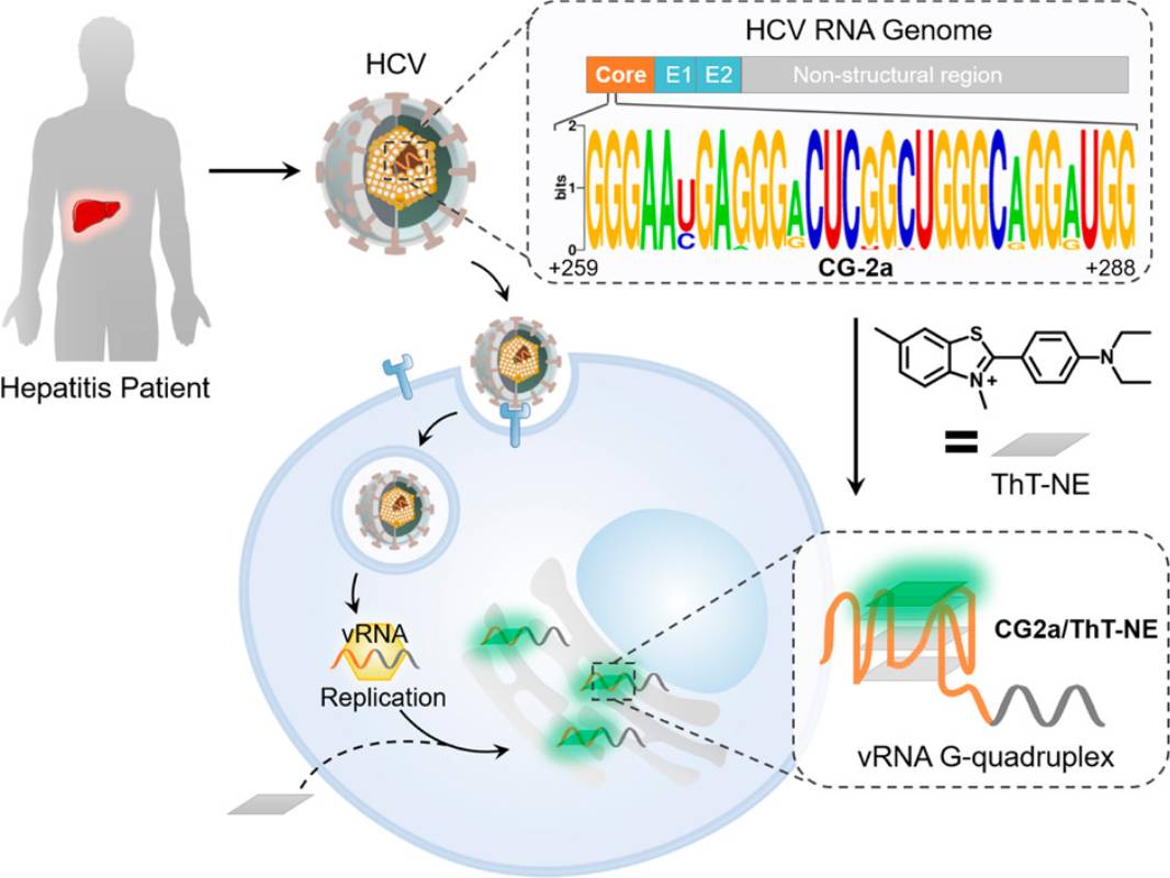 图1 Principle of the HCV vRNA Light-up System Using the G-Quadruplex Probe ThT-NE<sup>[1]</sup>. 