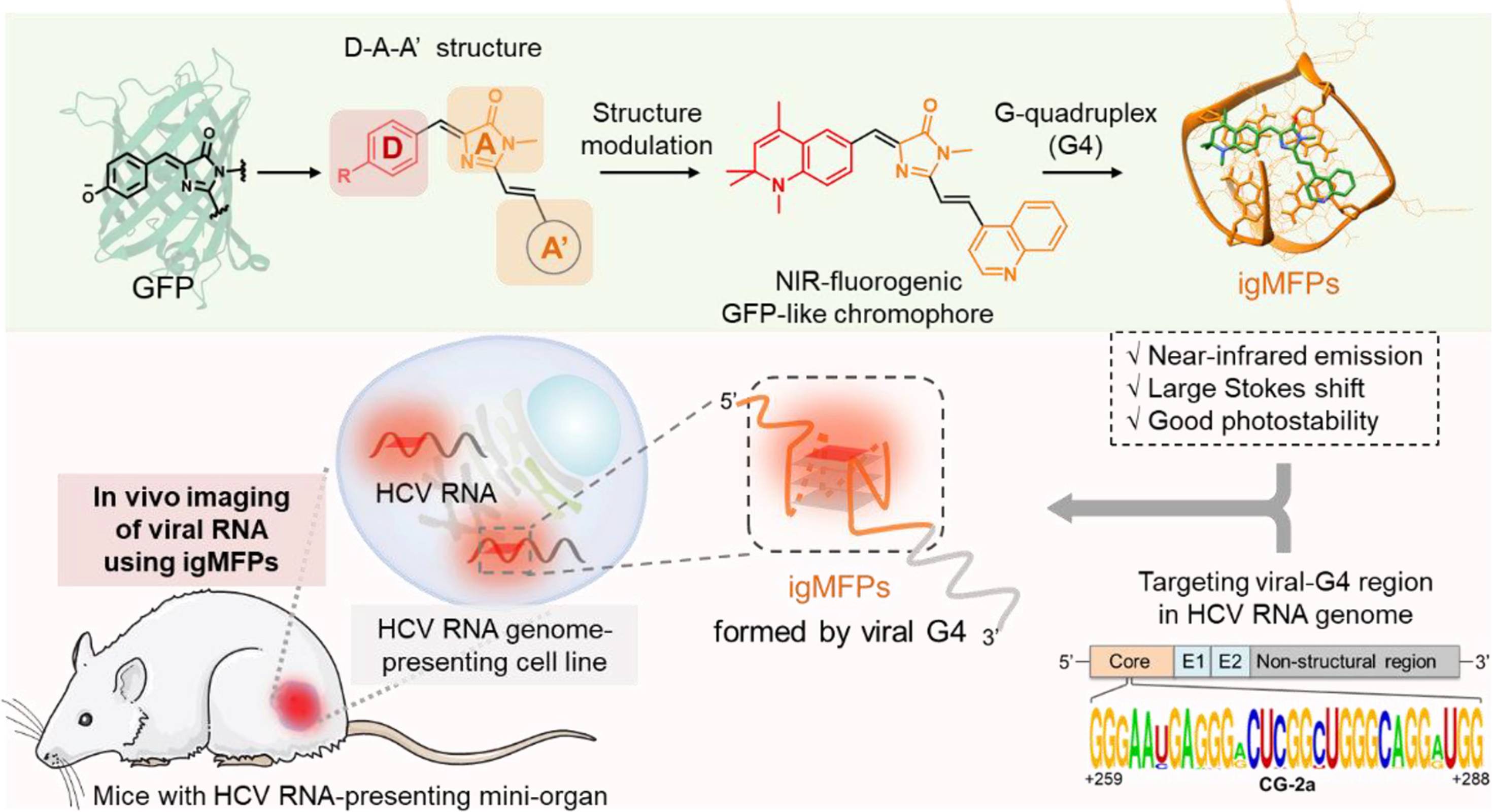 图1 Principle of the HCV vRNA Light-up System Using the G-Quadruplex Probe ThT-NE<sup>[1]</sup>. 