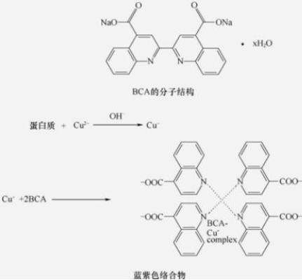 图1 BCA 法反应过程<sup>[1]</sup>