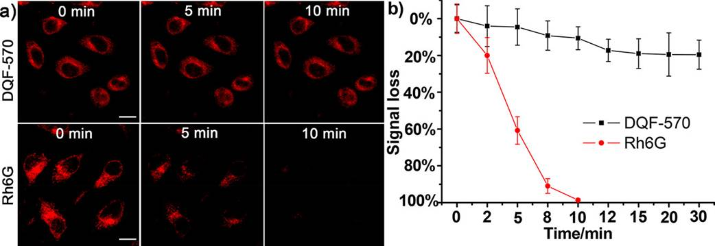 图2 (a) Confocal fluorescence images of live HepG2 cells cultured with DQF-570 (5.0 μM) and Rh6G (5.0 μM) with continuous irradiation using confocal microscope with the same parameters. (b) Quantification of the relative mean fluorescence levels of cells from the images of DQF-570 and Rh6G. <sup>[1]</sup>