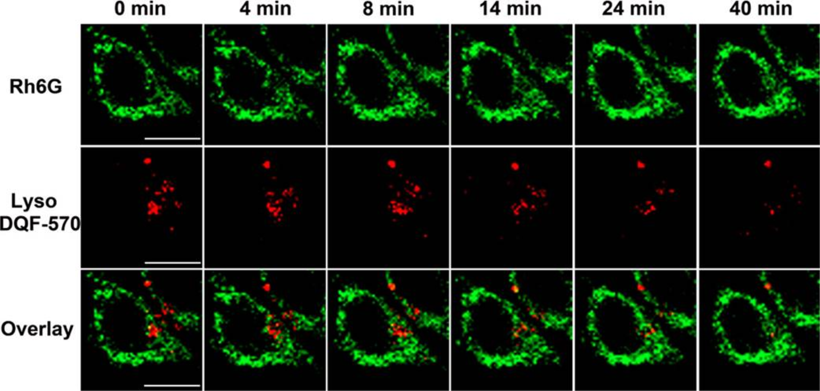 图3 Intracellular multi-color image of Rh6G (2 μM) and LysoDQF-570 (2 μM) in HepG2 cells simulated with chloroquine (100 μM) at different time points. <sup>[1]</sup>