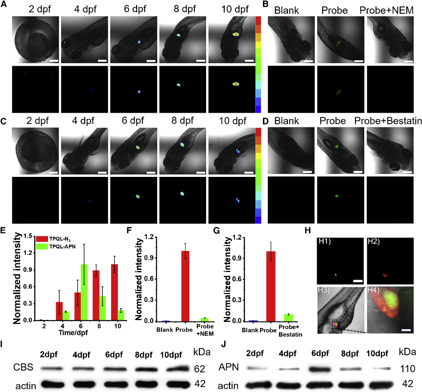 图2  TPQL probes for accurate liver-development imaging (A and C) Two-photon images of H2S (A) and APN (C) in 2, 4, 6, 8 and 10-dpf zebrafish: the zebrafish were cultivated with TPQL-N3 (10 mM) and TPQL-APN (10 mM) for 1 h at 25C. lex = 810 nm, lem = 500–550 nm. Scale bar, 100 mm. (B and D) Inhibitor experiment of H2S (B) and APN (D). (E–G) Normalized fluorescence intensity of the fluorescence images (A)–(D). Error bar = RSD (n = 5). (H) Co-location experiment: images of 6-dpf transgenic zebrafish preincubated with TPQL-APN for 60 min. (H1) green channel for TPQL-APN, lex = 405 nm, lem = 500–550 nm. Scale bar, 100 mm. (H2) red channel for transgenic red fluorescent protein, lex = 560 nm, lem = 570–620 nm. (H3) overlay channel. (H4) local amplification of (H3). Scale bar, 20 mm. (I and J) Western blot analysis showing CBS (I) and APN (J) expression in 2, 4, 6, 8, and 10-dpf zebrafish. The CBS and APN relative abundance was normalized with actin-relative abundance. <sup>[1]</sup>