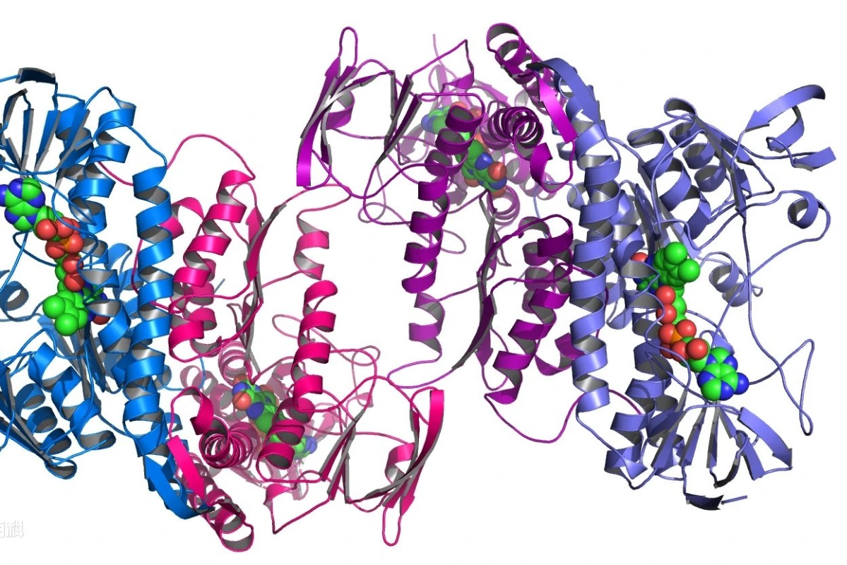 蛋白质生物学整体解决方案