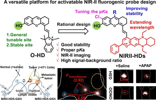 图1 NIRII-HDs荧光染料 <sup>[1]</sup>.