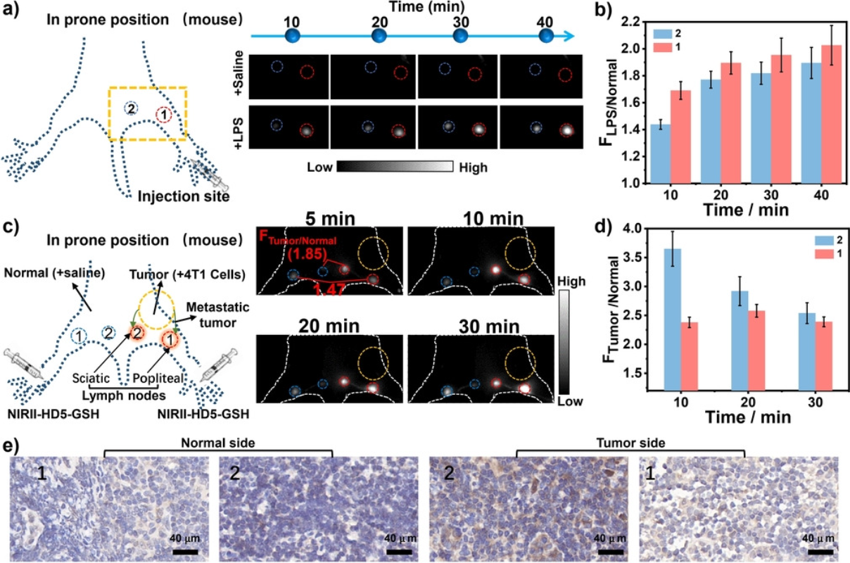图3 NIRII-HD5-ONOO -荧光探针应用在皮内注射脂多糖(LPS)诱导的小鼠淋巴炎症模型中检测ONOO<sup>-</sup> <sup>[1]</sup>.