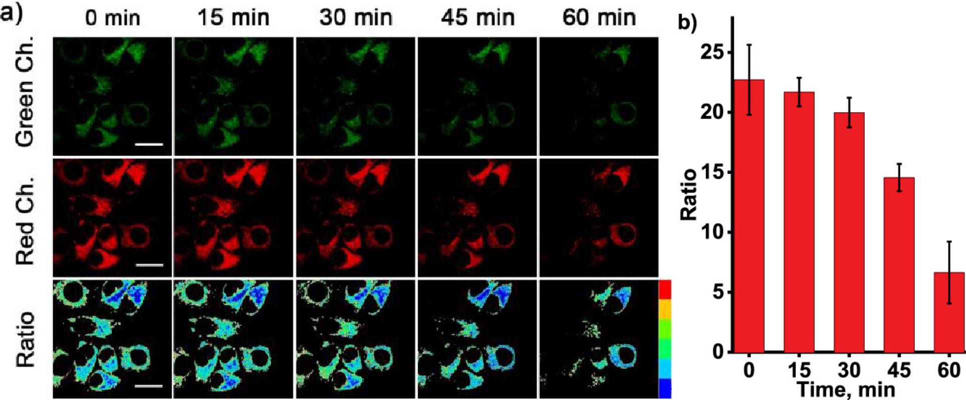 图2 Real-time imaging of mitochondrial ATP with Rh6G–ACFPN (5 μM) in HeLa cells. <sup>[1]</sup>.