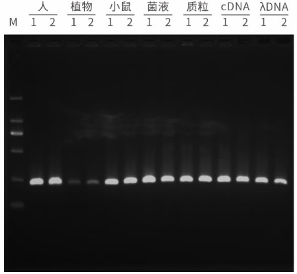 图1 以人、植物、小鼠的基因组，菌液、环形质粒、HeLa细胞cDNA，细菌体DNA为模板扩增0.2Kb 的目的片段，在默认条件下，所有片段均可实现高效扩增。Taq PCR预混液对不同的模板都有良好的兼容性。<br>